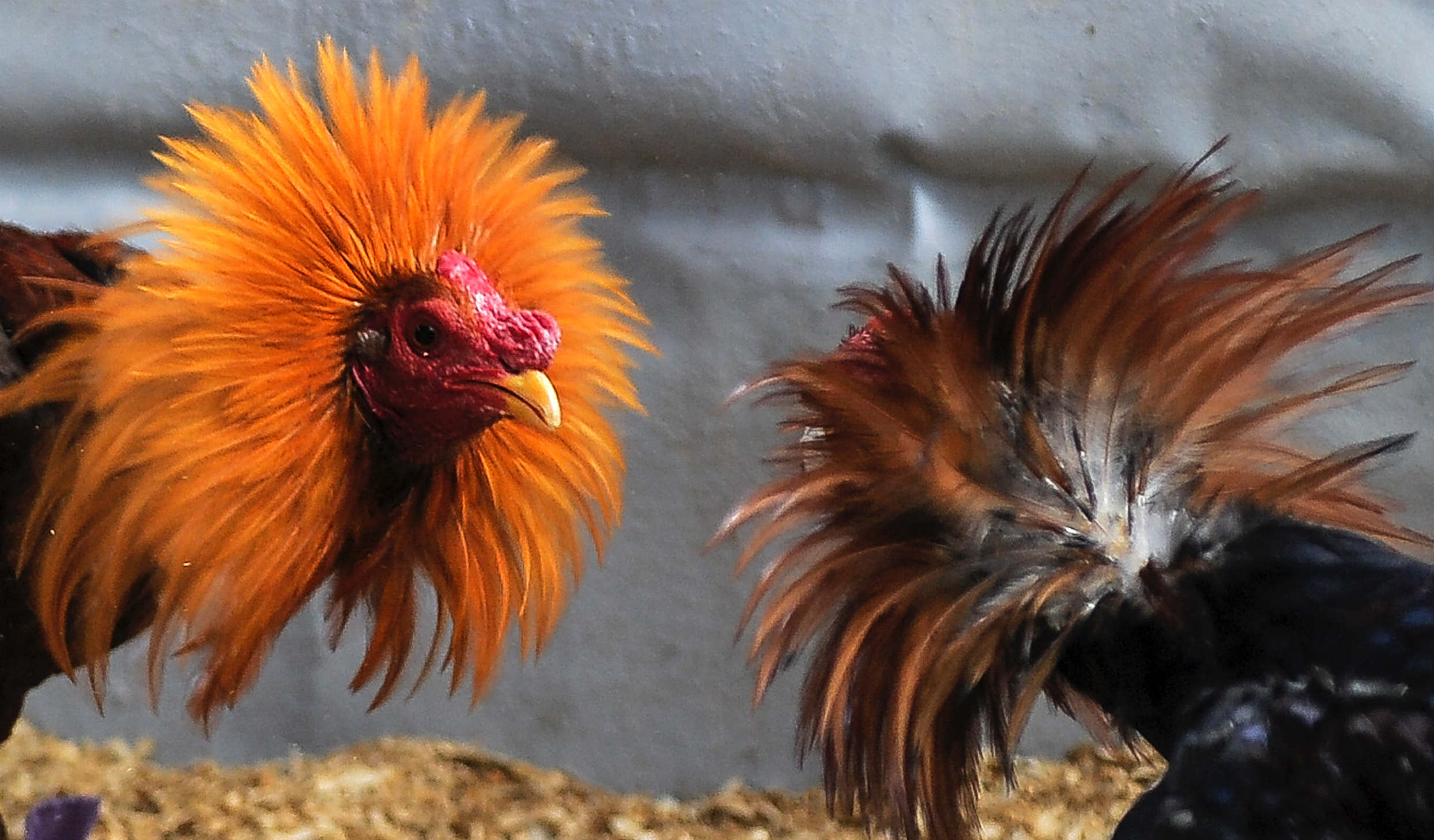 Pareja de Nuevo León hace revelación de género con pelea de gallos